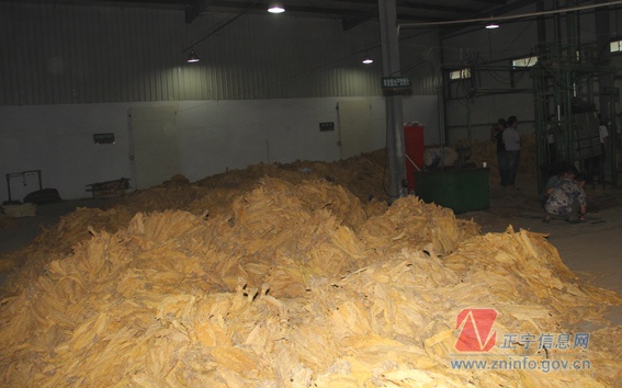 张龙杰督查烤烟收购工作