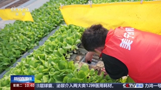 无人机植保+数字化管控 “00后种菜班”让智慧种菜成为田间日常