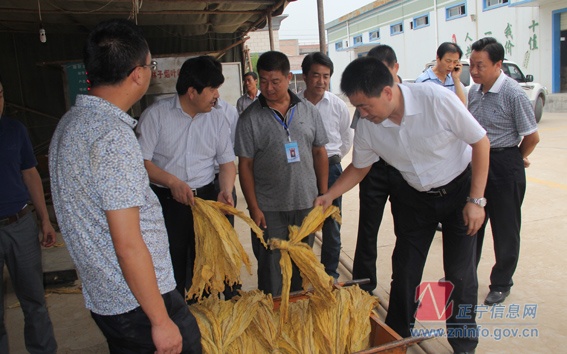 张龙杰督查烤烟收购工作