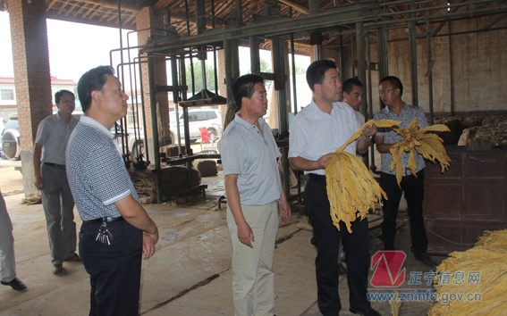 张龙杰督查烤烟收购工作