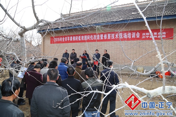 2015年全市苹果郁闭低效园间伐改造暨修剪技术现场培训会在我县举办