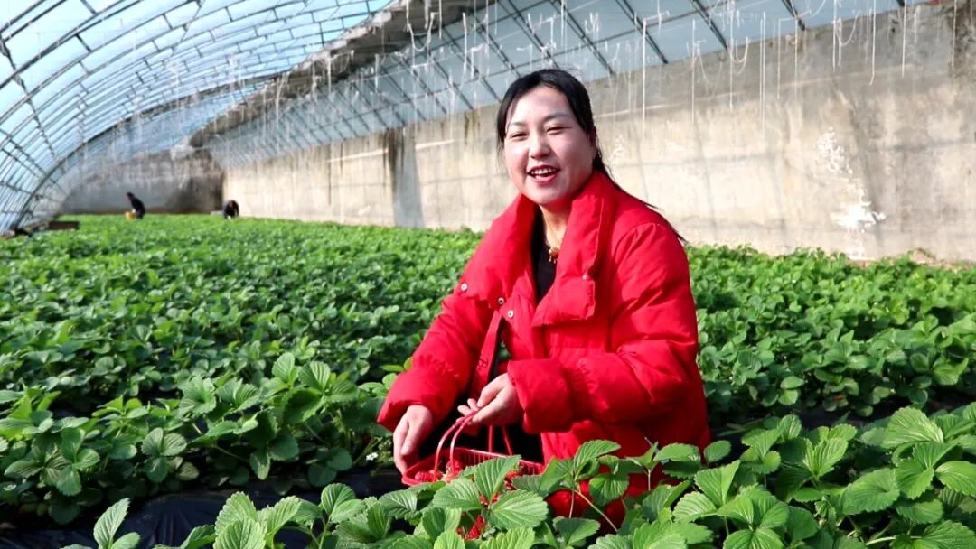 寒冬大棚暖意浓 正宁果蔬抢鲜上市添年味