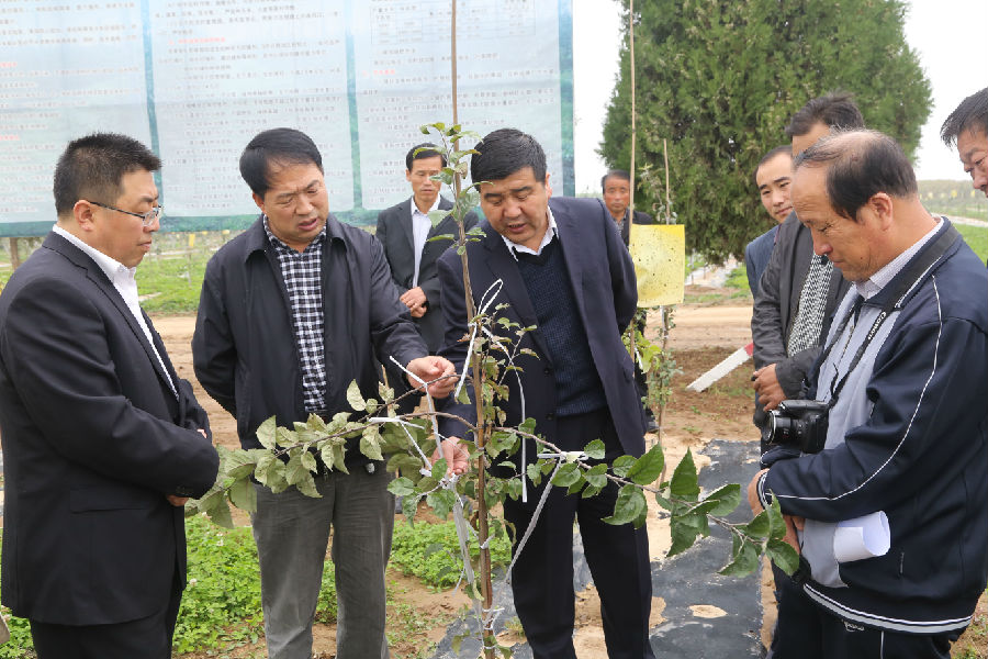 全市苹果赛园赛果活动专家组现场观摩指导正宁县苹果标准化示范园建设