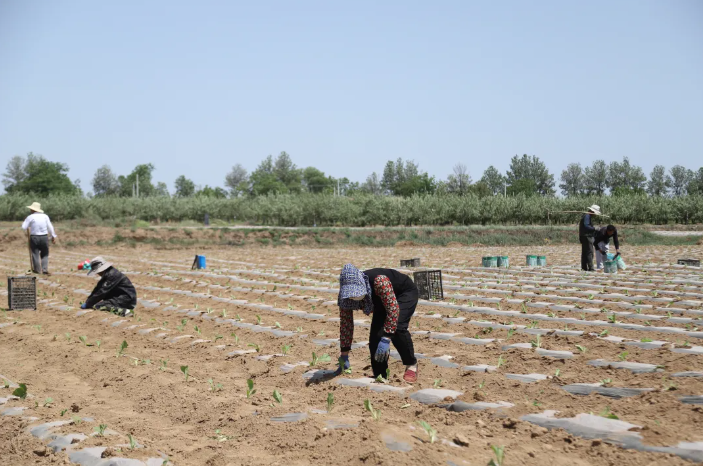 正宁榆林子镇"三轮驱动"打造烤烟产业升级版 千亩"黄金叶"铺就乡村振兴路
