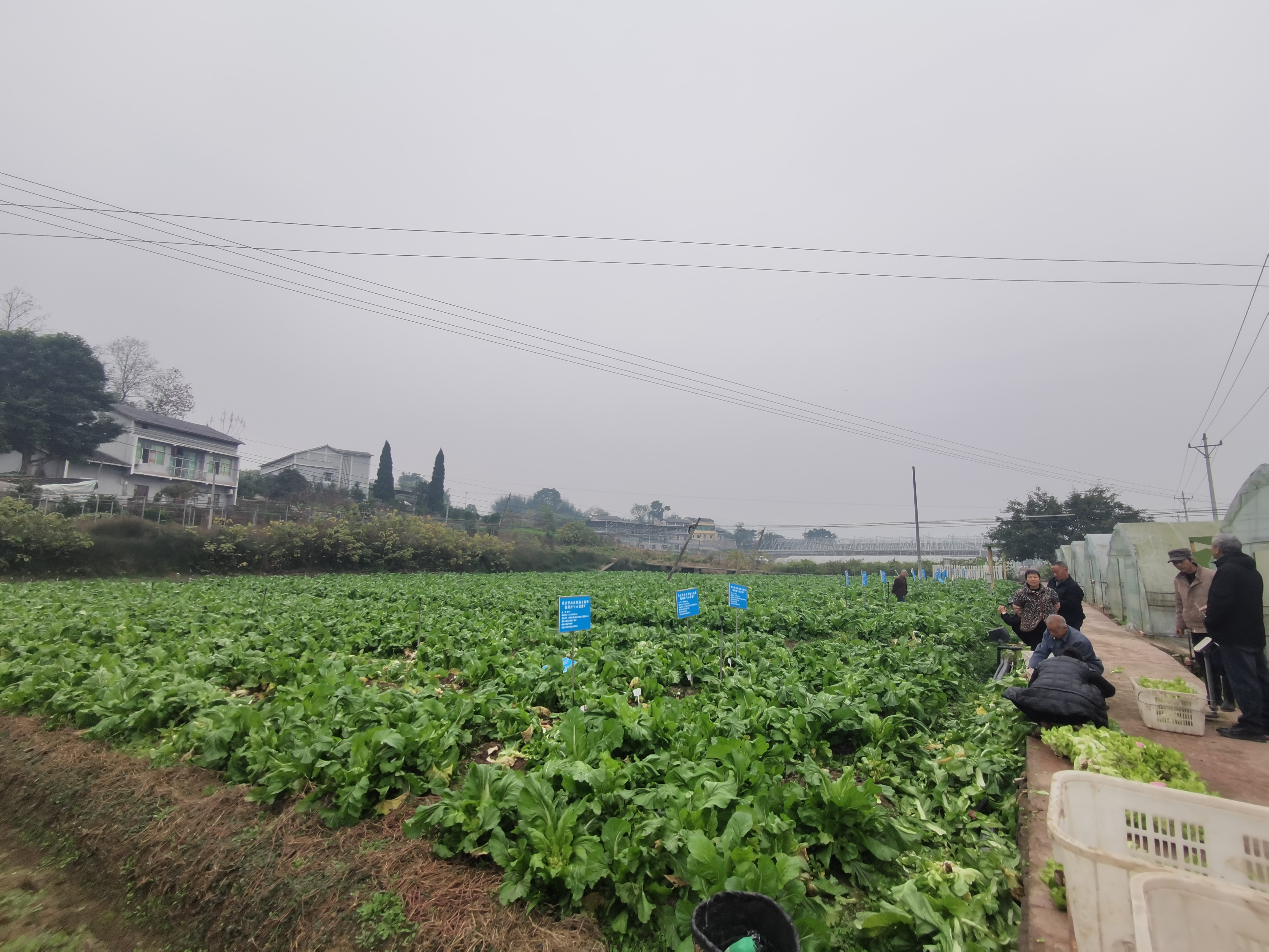 “一母多子”生“金娃”：璧山儿菜提纯复壮记