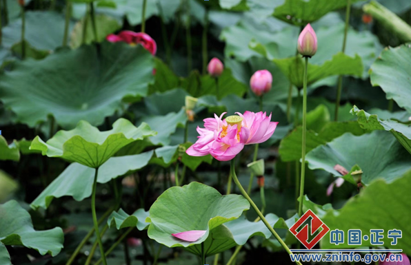 QQ截图20180806102234.png 贫困村变景区 旅游扶贫显成效