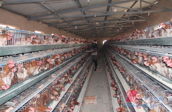 省残联副理事长杨润泉来我县调研残疾人工作