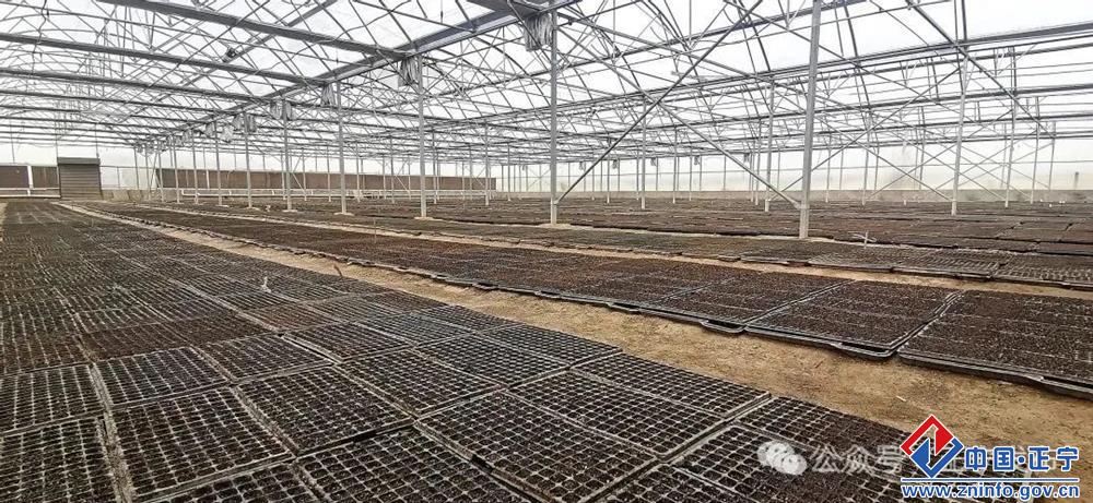 正宁县:农技人员“抢春忙” 烟苗住进“桑拿房”