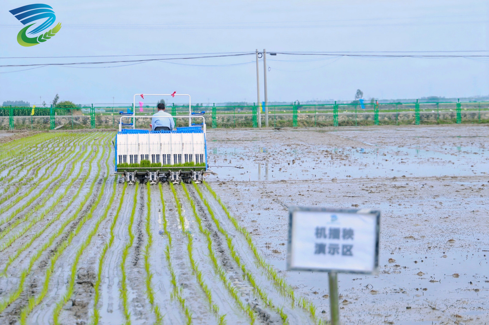 南繁制种五十载:从“追光候鸟”到“种业硅谷”的耕耘与探索