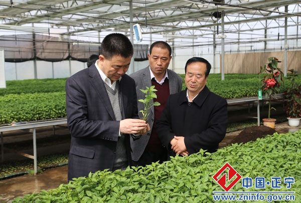 张龙杰调研督查春季农业生产工作