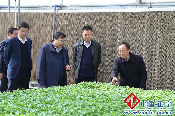 省农牧厅副厅长周邦贵来正宁督查春耕生产工作