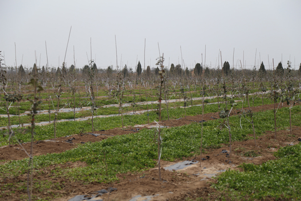 段登云督查秋季栽果和果园管理工作