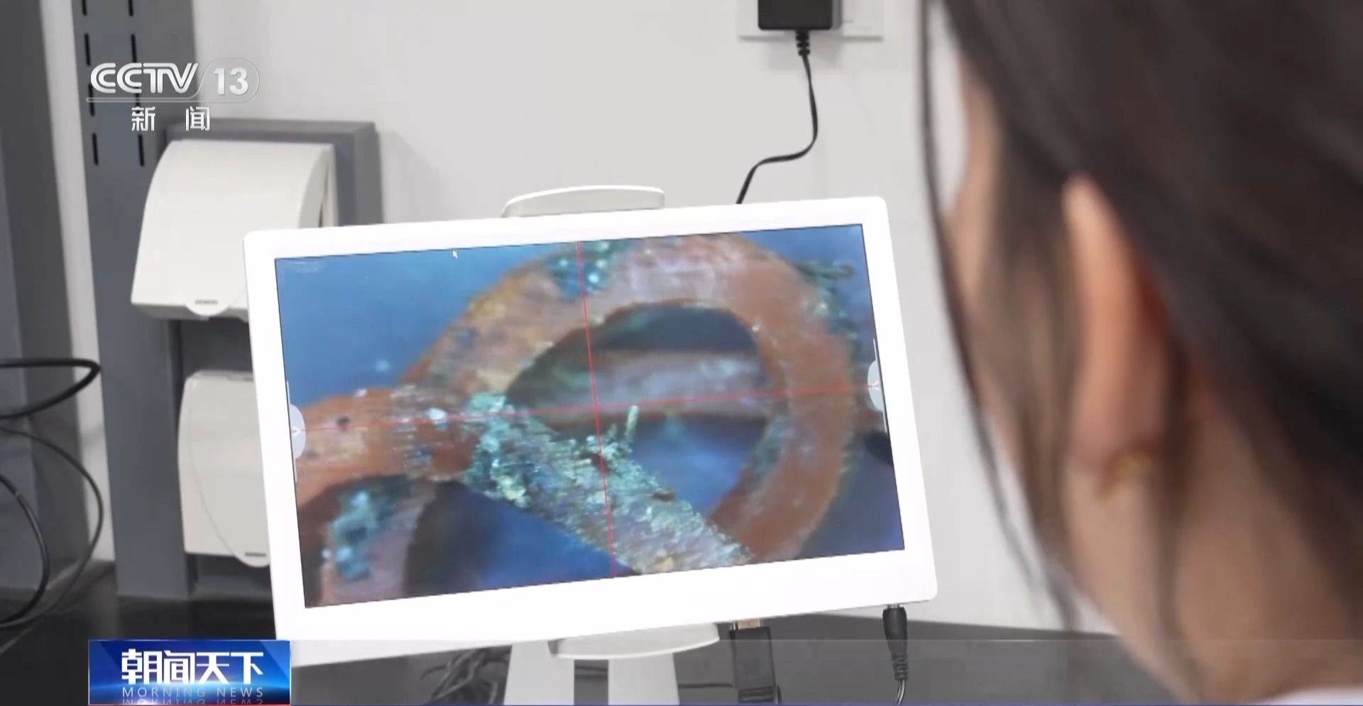 越来越多野生动物“爱上”都市生活 人类如何与它们相处?