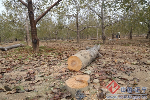 正宁县召开2014年冬季农民培训启动大会
