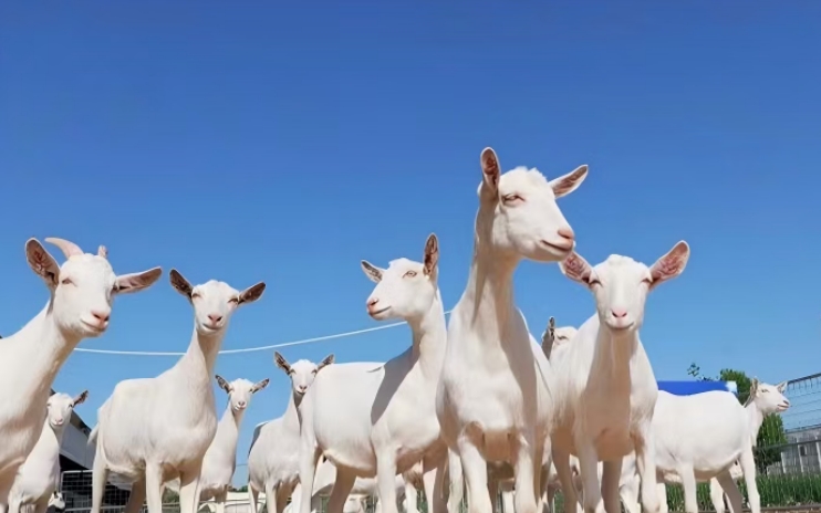 锻造农业“金字招牌”<br>——“十四五”期间农业品牌建设综述