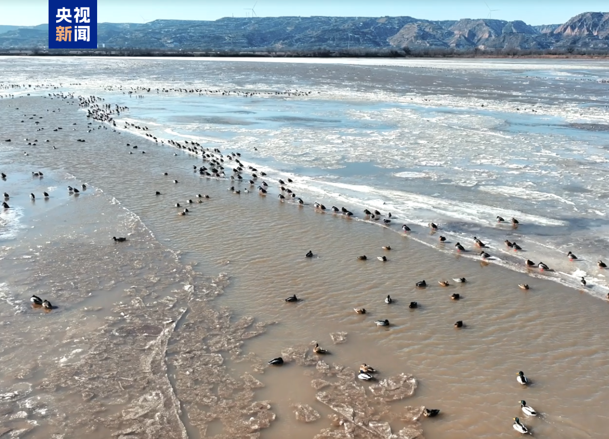 陕西黄河合阳段进入凌汛期 人工+监控+无人机全天候守护河道安全