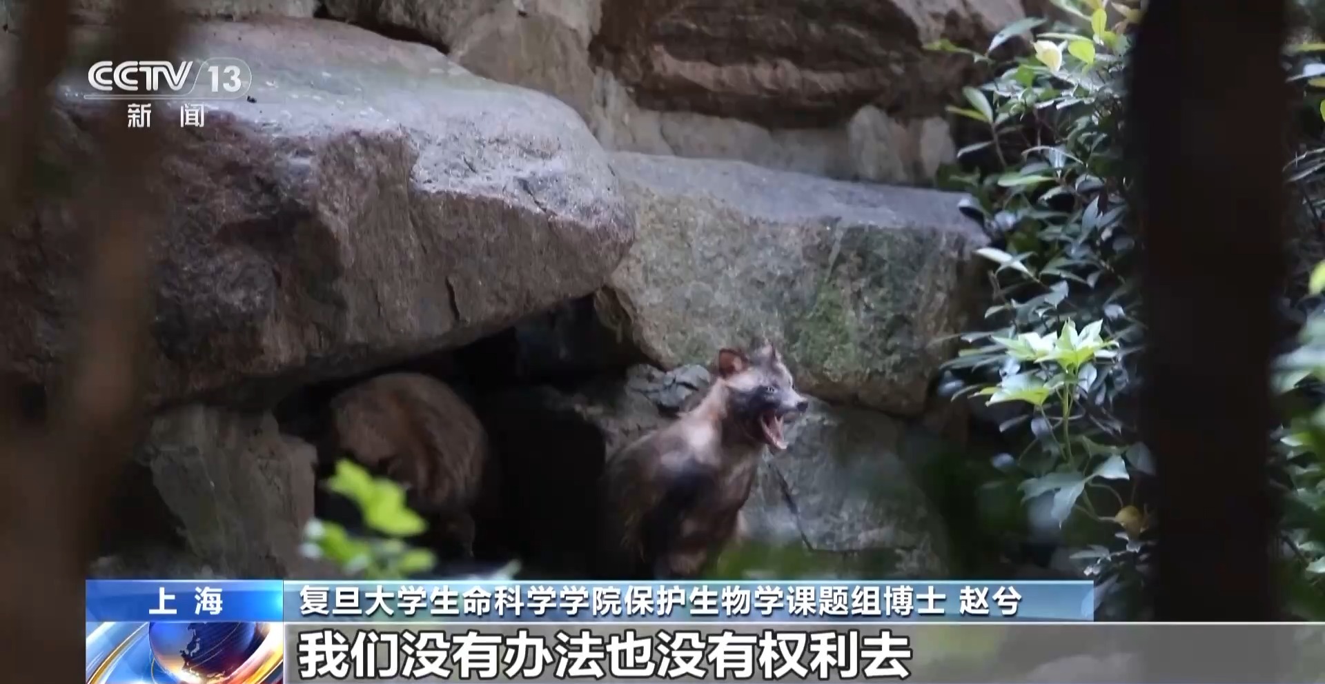 越来越多野生动物“爱上”都市生活 人类如何与它们相处?