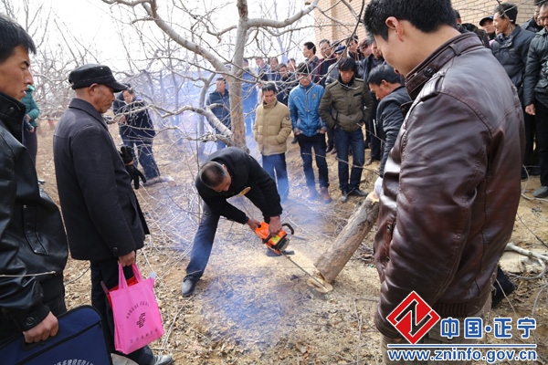 2015年全市苹果郁闭低效园间伐改造暨修剪技术现场培训会在我县举办