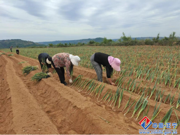 “正宁大葱”移栽忙 农民增收有保障