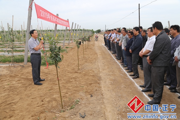 20150615053612861.jpg 正宁县夏季苹果园管理培训会在宫河镇东里村举行