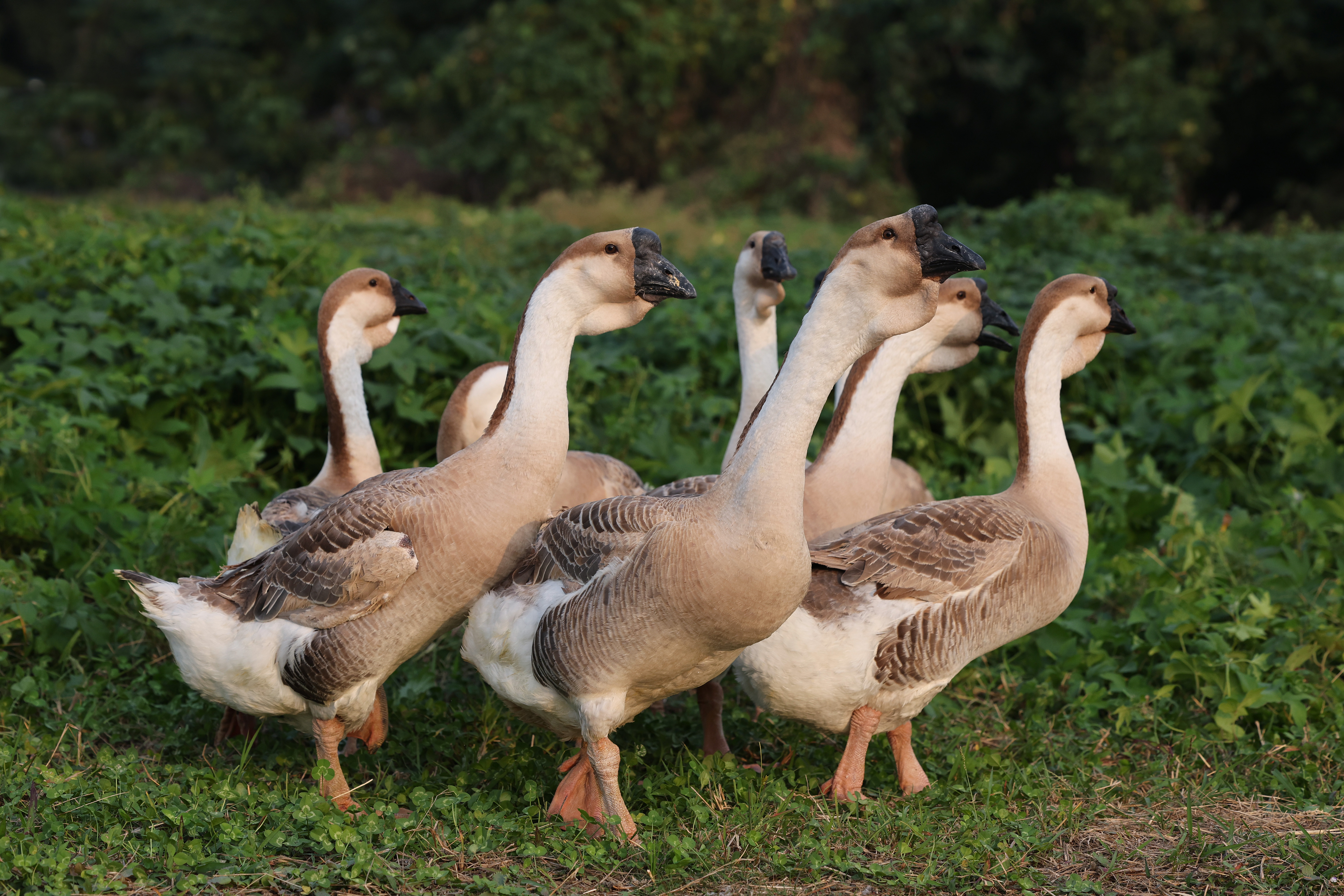 家禽保种也有了“种子”，需要时就能“种出”纯种种群