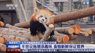 住“别墅”、吃毛竹 五只大熊猫抵榕后“组团”亮相