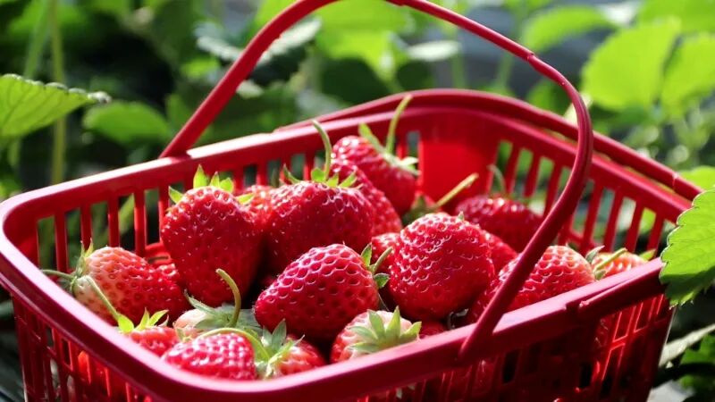 寒冬大棚暖意浓 正宁果蔬抢鲜上市添年味