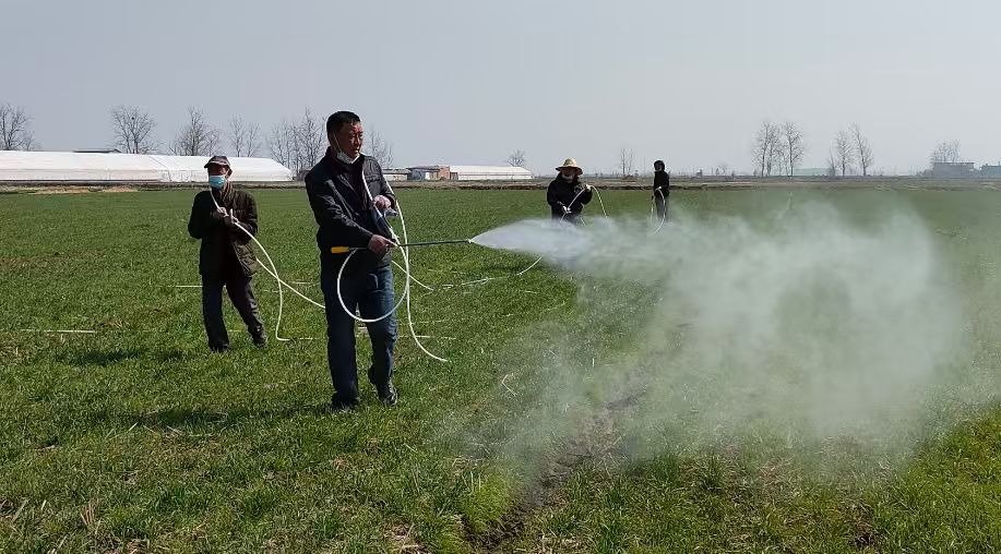 晚播的冬小麦，现在咋样了？