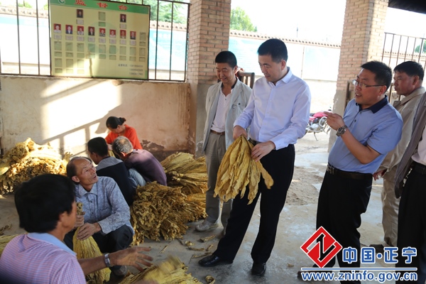 78.jpg 张龙杰督查调研川区蔬菜销售及烤烟收购工作