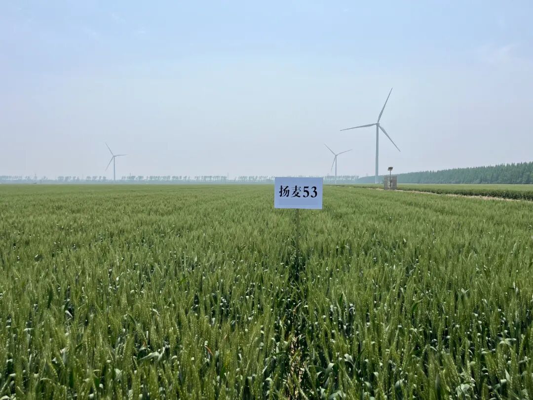 美好生活的种子 | 一粒好麦种，种出丰收与幸福