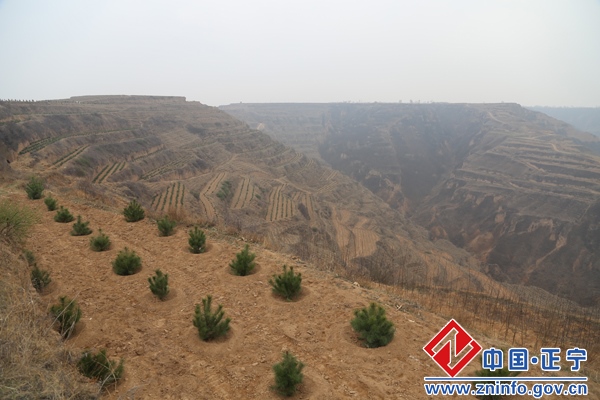 20150401113047919.jpg 樊德民带队观摩我县苗林结合培育工作