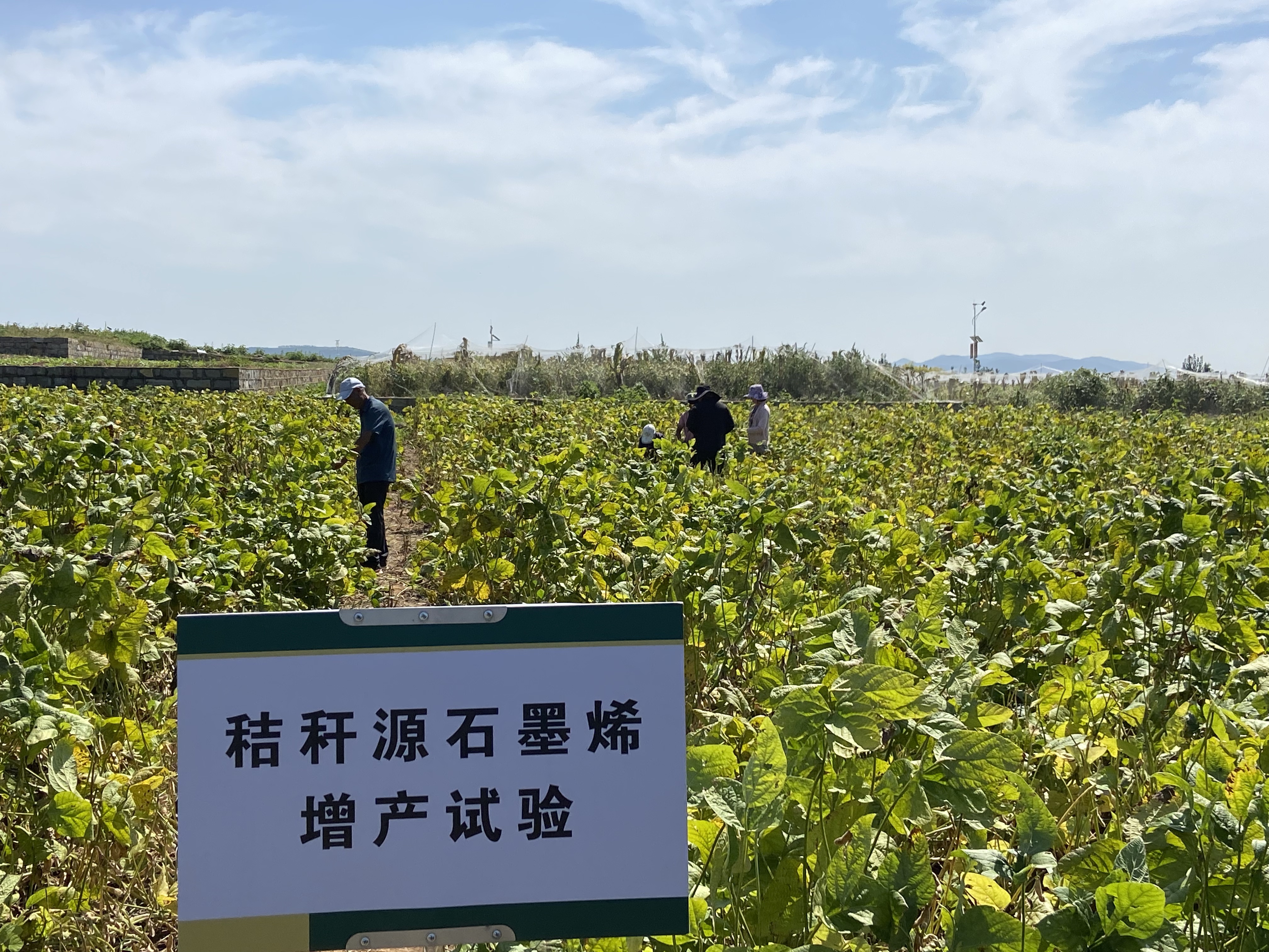 探索秸秆高值化利用新路径 微量“闪速石墨烯”可助作物增产