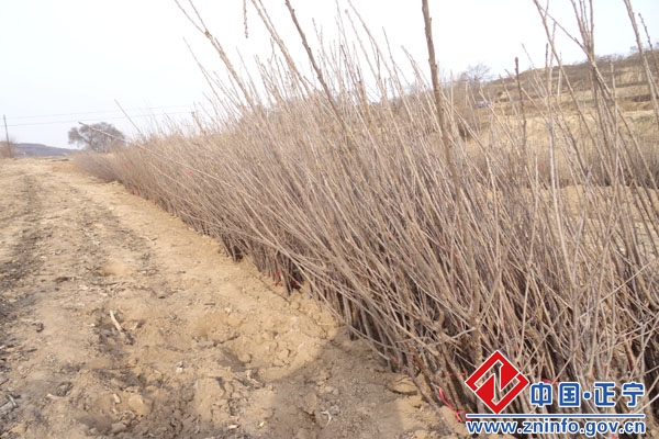 市林业局局长赵明来检查指导我县林业工作