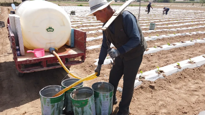 正宁榆林子镇"三轮驱动"打造烤烟产业升级版 千亩"黄金叶"铺就乡村振兴路