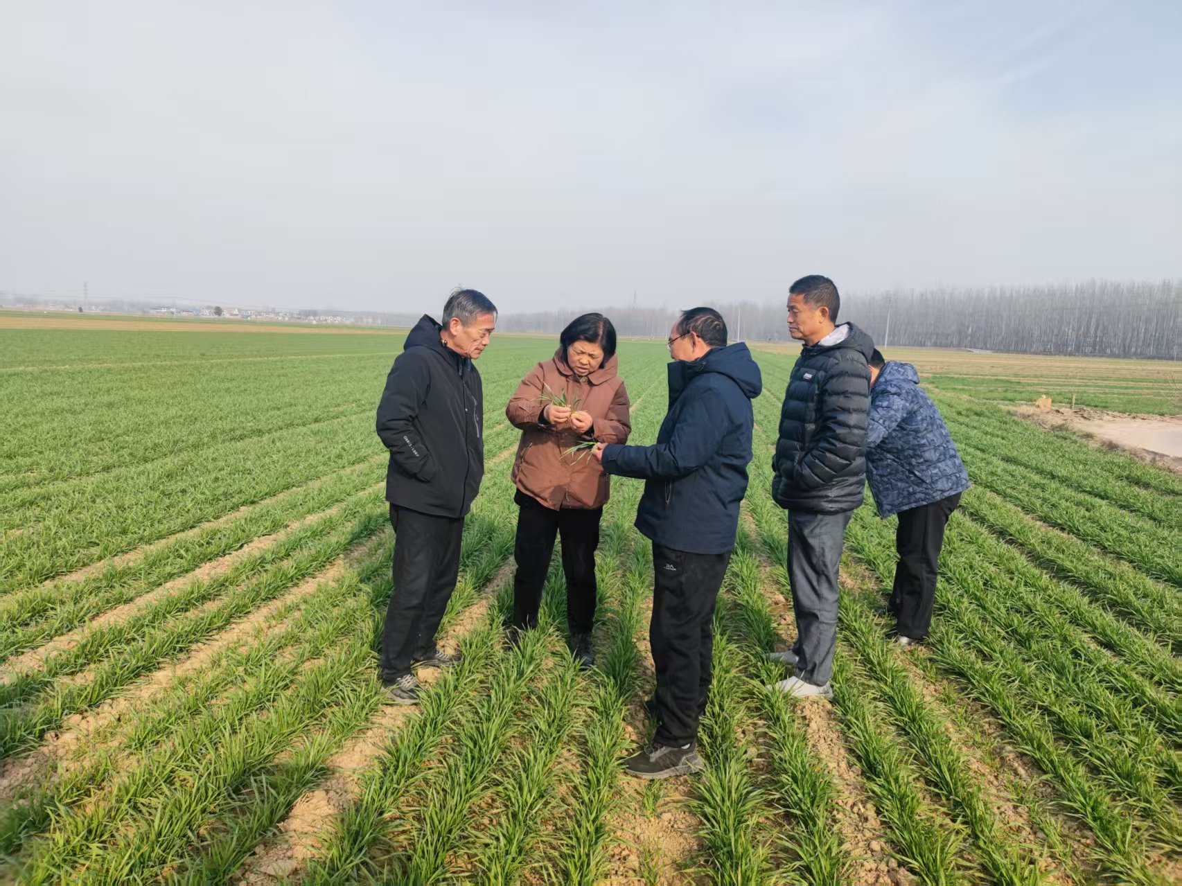 晚播的冬小麦，现在咋样了？
