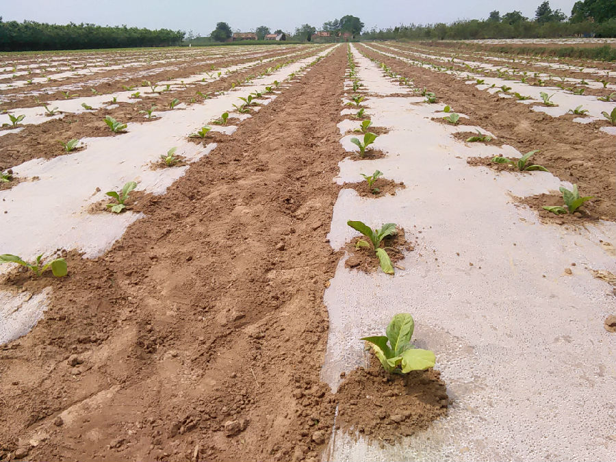 正宁县全面完成烤烟大田移栽任务