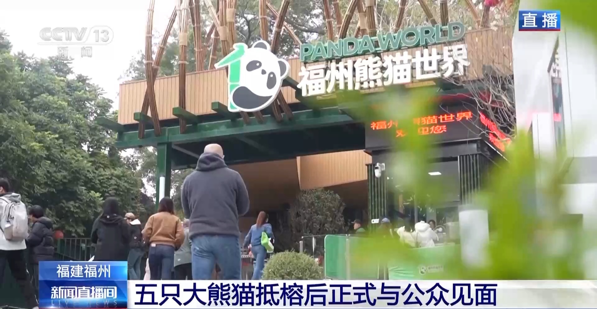 住“别墅”、吃毛竹 五只大熊猫抵榕后“组团”亮相