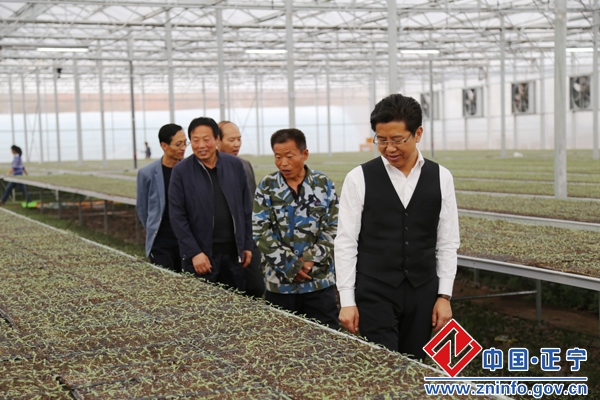 段登云督查川区万亩露地蔬菜育苗工作