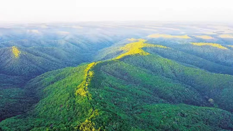 正宁:深耕林业碳汇资源 谱写绿色发展新篇