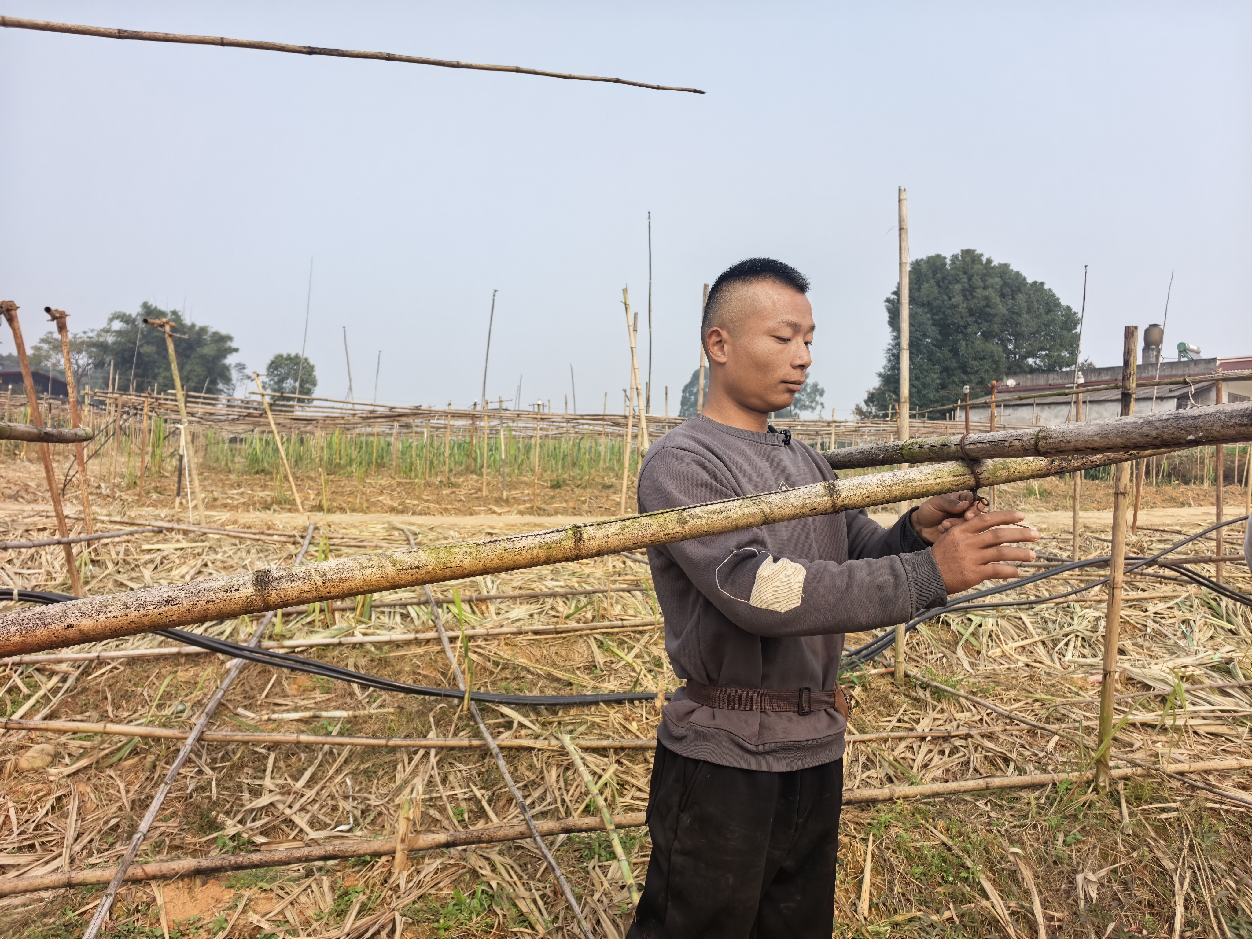 18天涌入10余万人！四川这个村的几十亩甘蔗地有何魔力？