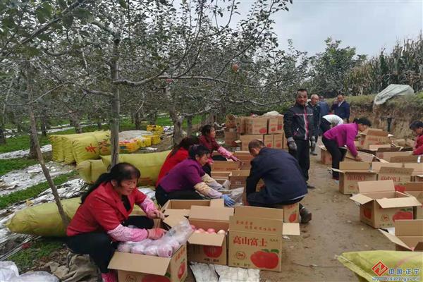 正宁苹果进入上海高端市场