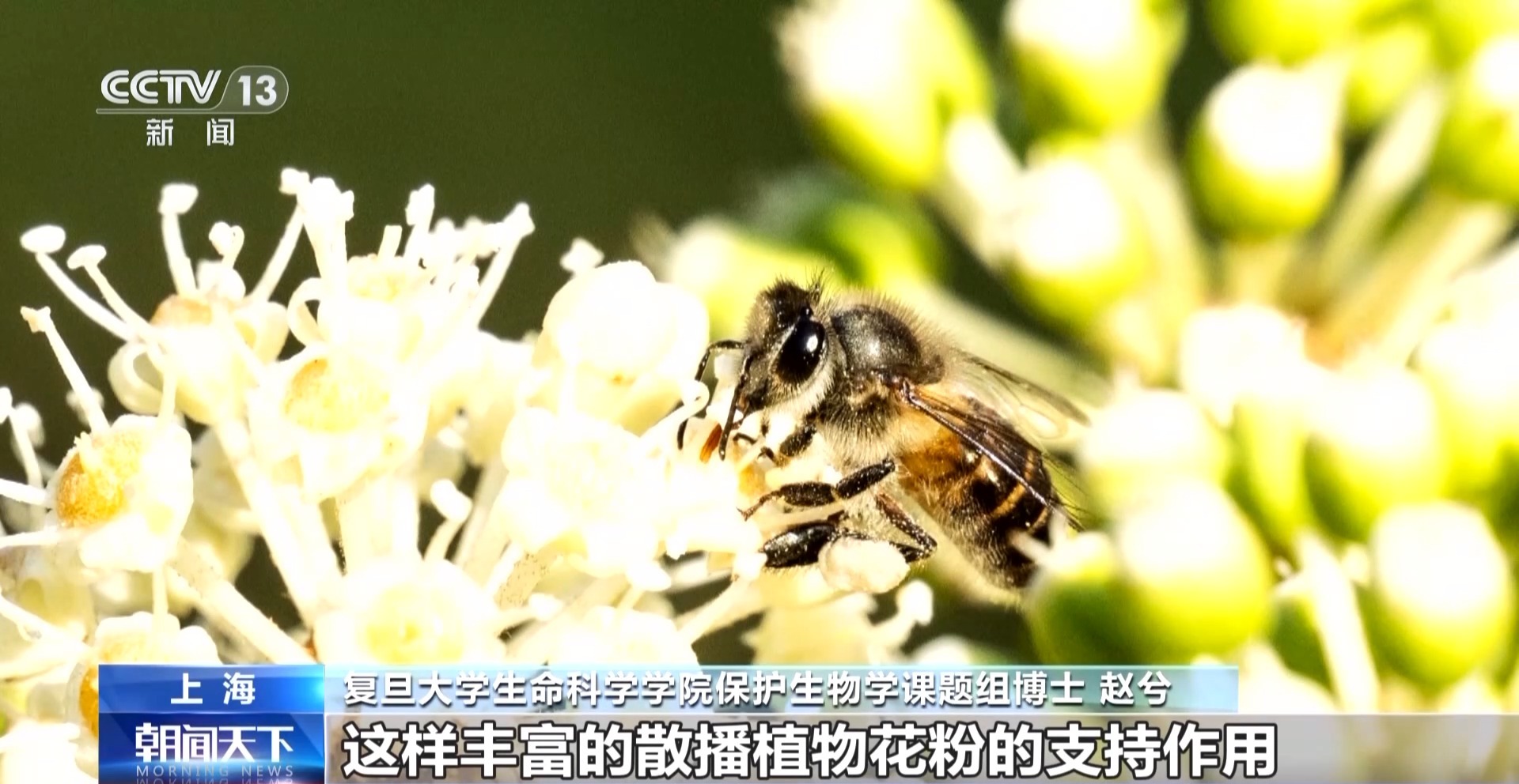 越来越多野生动物“爱上”都市生活 人类如何与它们相处?