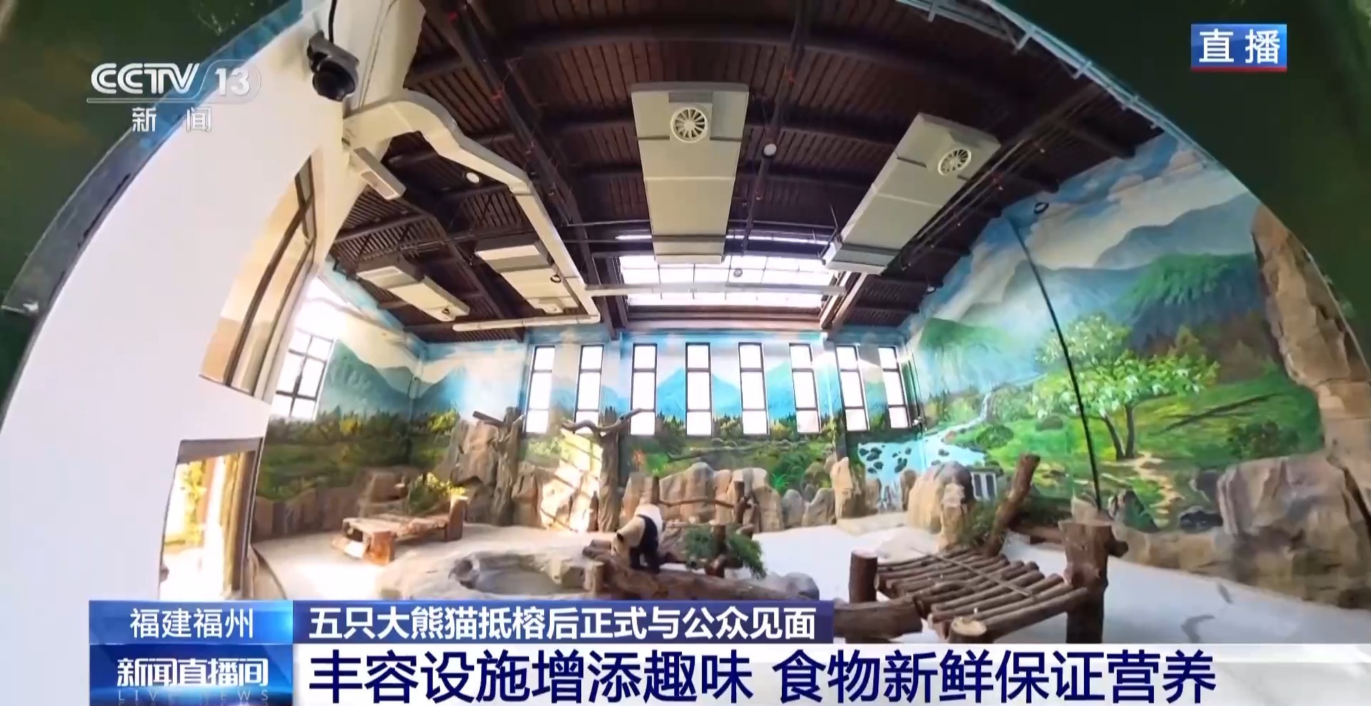 住“别墅”、吃毛竹 五只大熊猫抵榕后“组团”亮相