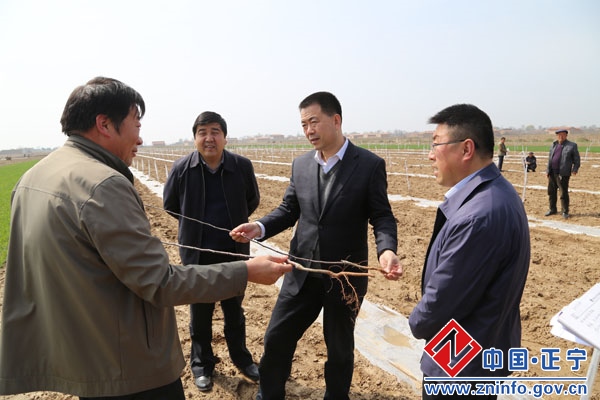 张龙杰调研督查春季农业生产工作