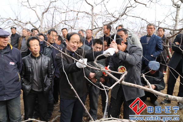 2015年全市苹果郁闭低效园间伐改造暨修剪技术现场培训会在我县举办