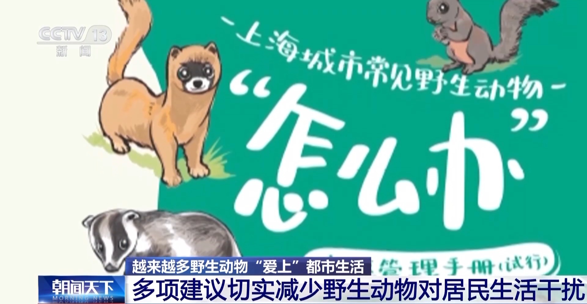 越来越多野生动物“爱上”都市生活 人类如何与它们相处?