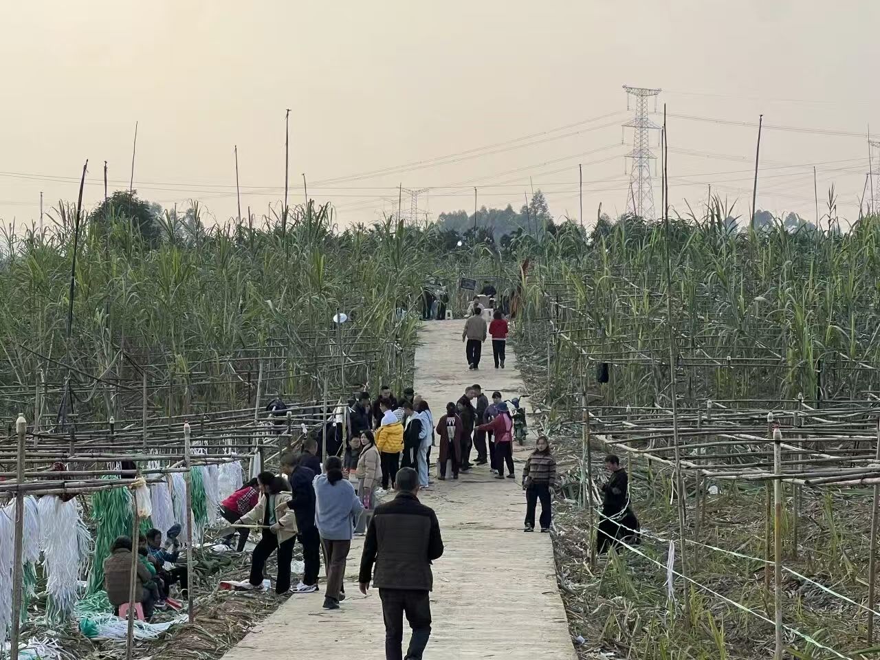 18天涌入10余万人！四川这个村的几十亩甘蔗地有何魔力？