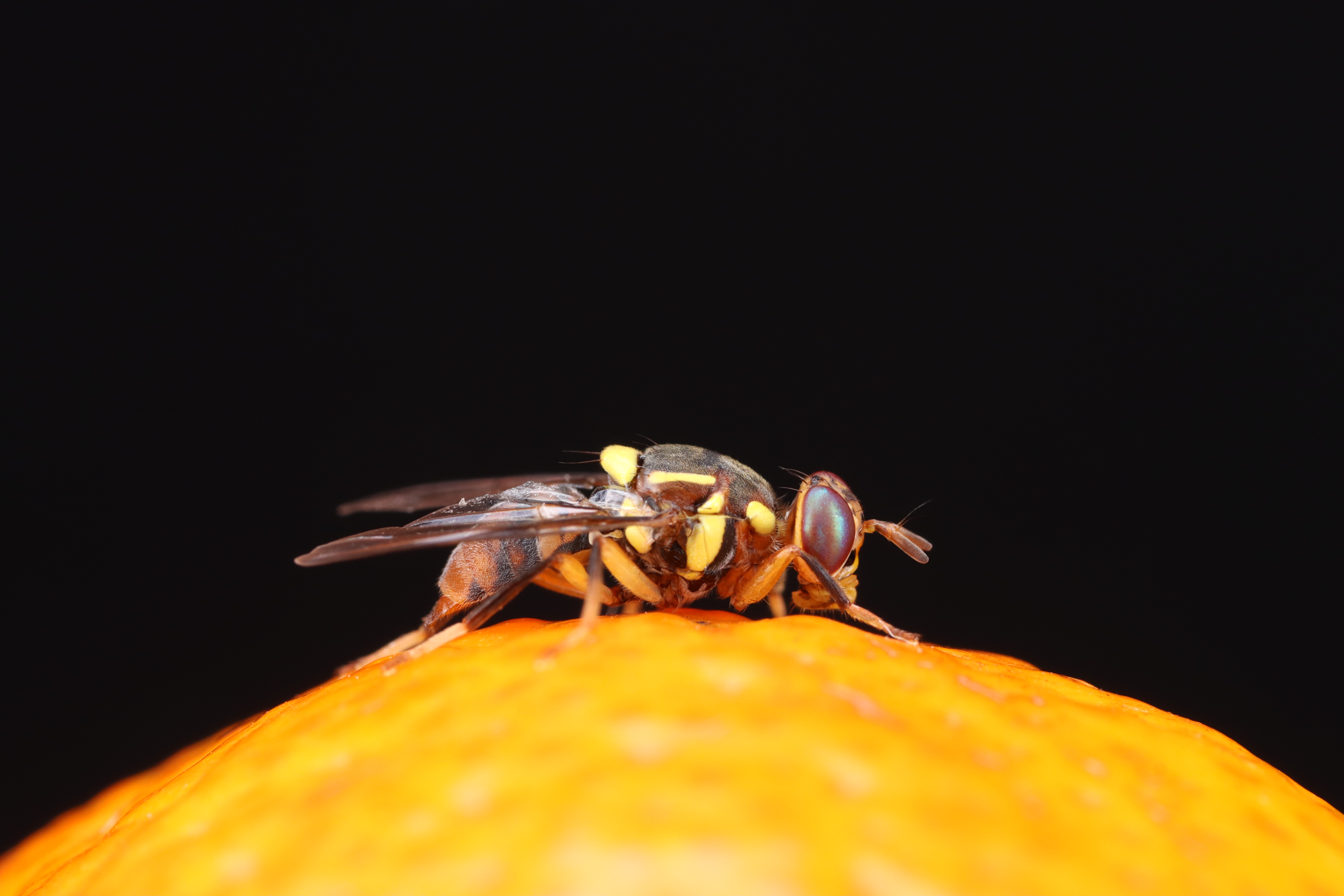 “果蔬杀手”橘小实蝇最完整基因组图谱发布<br>为实蝇病虫害防控提供精准靶标