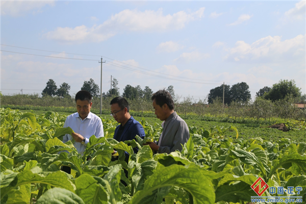 张龙杰督查调研烟叶收购管理工作