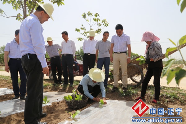 张龙杰督查全县上半年重点工作